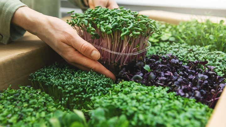 Should You Add Microgreens to Your Meals for More Nutrition?